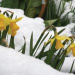 daffodils in the snow
