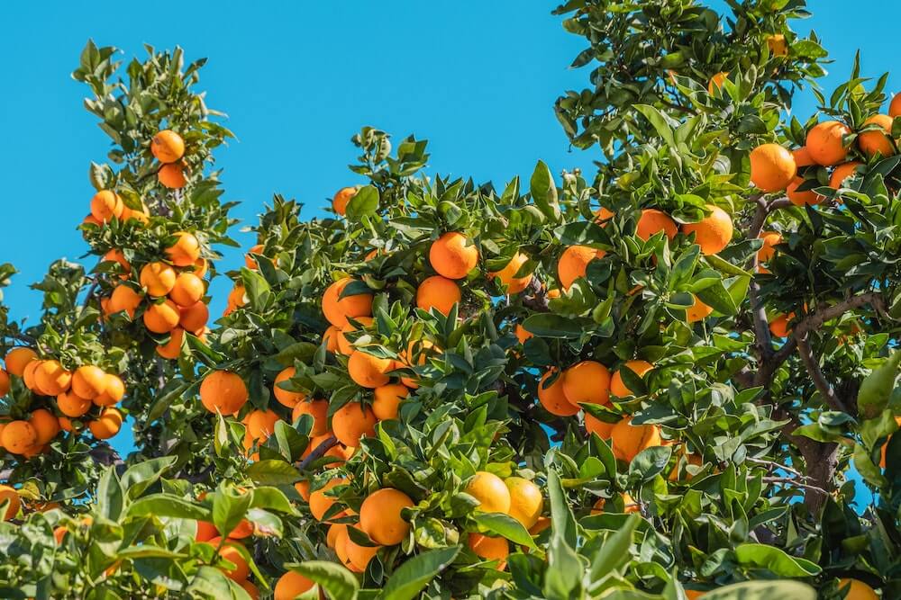 Oranges Sunlight for Vitamin C